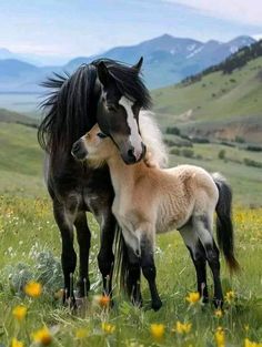 two horses standing next to each other on a lush green field with mountains in the background