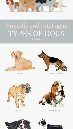 the different types of dogs are shown in this poster, which shows them all different colors