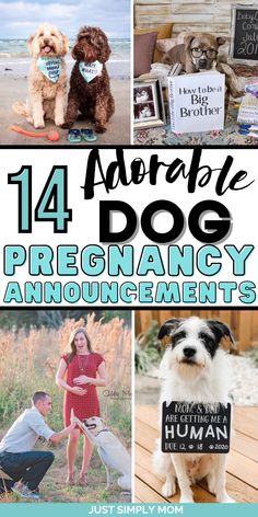 Looking for the perfect way to create a dog baby announcement to reveal that you're pregnant to family, friends, or social media? Here they are My Parents Are Getting Me A Human, Pregnant Announcement With Dog, Lab Results Are In Baby Announcement, Dog Baby Announcing Ideas, Social Media Baby Announcement Ideas, Cute Pregnancy Announcement With Dog, Gender Reveal Using Dogs, Dog Big Brother Announcement, Pet Baby Announcement