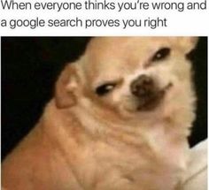 a dog that is looking at the camera with caption saying, when everyone thinks you're wrong and a google search proves