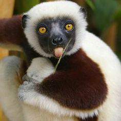 a close up of a monkey with its tongue hanging out and holding something in it's mouth