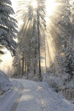 a snow covered road in the middle of a forest with trees and sunbeams