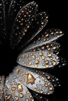 water droplets on the petals of a flower in black and gold colors, close up