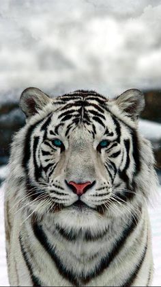 a white tiger with blue eyes looking at the camera while standing in front of snow covered ground