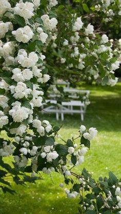 white flowers are blooming on the branches of trees in front of a park bench