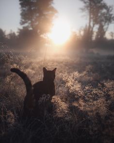 a cat is standing in the grass at sunset