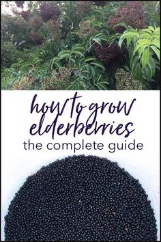 the complete guide to how to grow elderberries