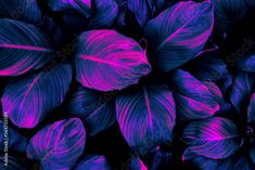 purple and black leaves are arranged together