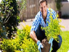 a man kneeling down to plant a tree