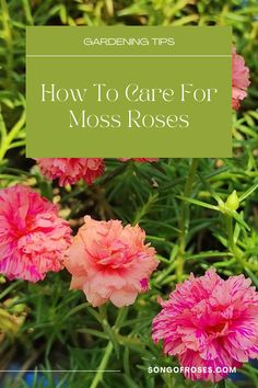 How To Care For Moss Roses Moss Rose Seeds, Mose Rose Flower, Rose Moss Ideas, Double Flower Moss Rose, Moss Roses Ground Cover, Rose Moss Planter Ideas, Rose Moss Flower, Moss Rose Planting Ideas, Moss Roses In Containers