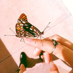 a person holding a butterfly in their hand