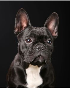 a black and white dog is looking at the camera