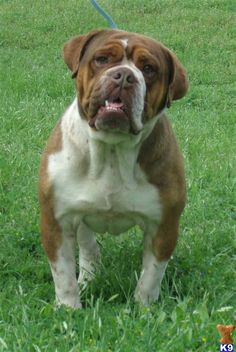 a large brown and white dog standing on top of a lush green grass covered field