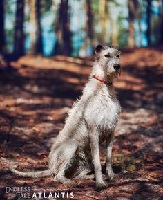 a small white dog sitting on top of a forest floor