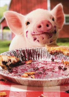 a pig sticking its tongue out while looking at a pie pan with food in it