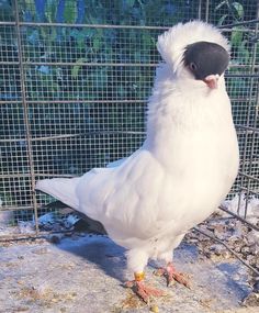 a large white bird standing next to a caged in area with snow on the ground