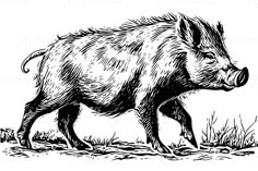 an ink drawing of a wild boar walking in the grass with its nose open and tongue out