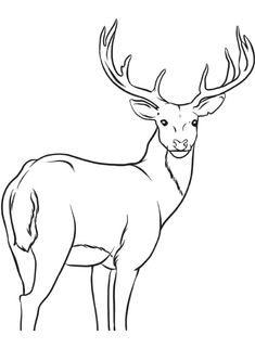 a deer with large antlers on it's head, standing in front of a white