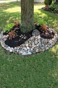 a tree that is sitting in the grass near some rocks and dirt on the ground