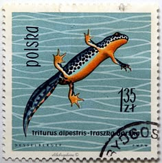 a postage stamp with an image of a lizard