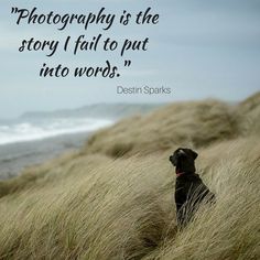 a dog sitting on top of a grass covered hill next to the ocean with a quote about photography is the story i fail to put into words