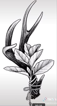 a black and white drawing of a plant with antlers