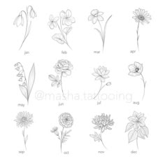 the different types of flowers drawn in pencil