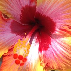 an orange and red flower with yellow stamens