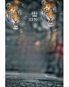 two tigers with crowns on their heads are seen through a glass window that says king and queen