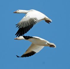 two white birds flying in the sky with their wings spread out and one is black