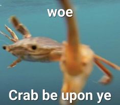 a crab is swimming in the water with words below it that read woe crab be upon ye