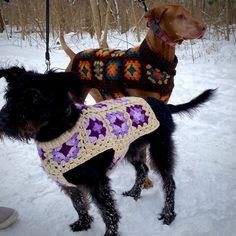 two dogs wearing sweaters in the snow