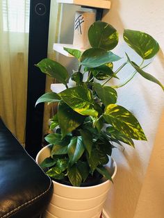 a potted plant sitting on top of a wooden table next to a black chair