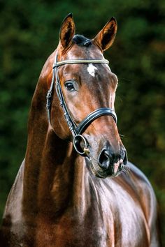 a brown horse with a bridle on it's head and trees in the background