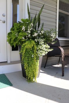 a large potted plant sitting on the front porch