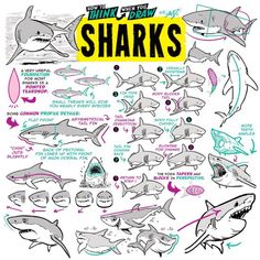 a poster with sharks and other types of sharks in different colors, sizes and shapes