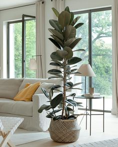 a living room filled with furniture and a large potted plant in front of a window