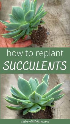 how to replant succulents in the garden