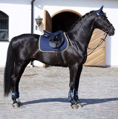 a black horse with a blue saddle standing in front of a white building on cobblestone