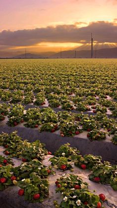 the sun is setting over a field full of strawberries and other fruit growing on it