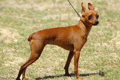 a small brown dog standing on top of a grass covered field