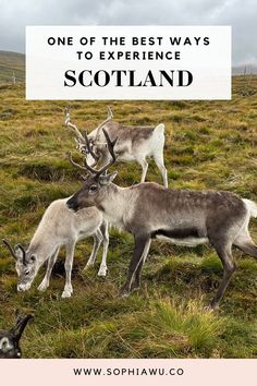 two reindeers standing in the grass with text overlay that reads one of the best ways to experience scotland