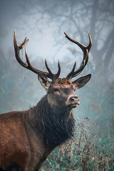 a deer with large antlers standing in tall grass