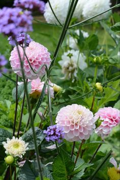 pink, white and purple flowers in a garden