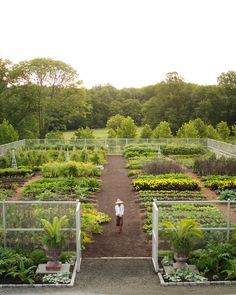 a person standing in the middle of a garden