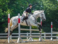 a woman riding on the back of a white horse jumping over an obstacle with trees in the background