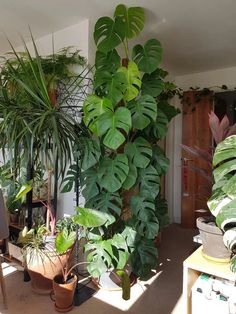 several houseplants are arranged in pots on the floor next to each other,