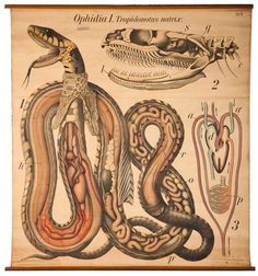 an illustration of the anatomy of a snake and other animals, including its teeth and body