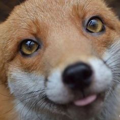 a close up of a dog's face with an orange and black nose looking at the camera