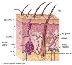 an image of the structure of hair